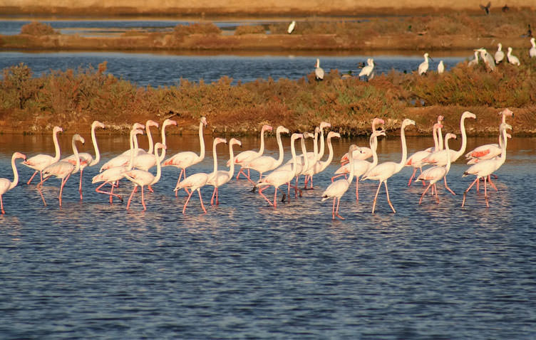 Picture of flamingo in Portugal